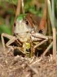 Ensifera - long-horned grasshoppers